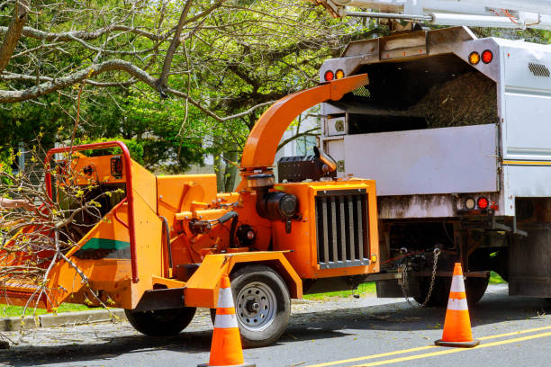 Best Stump Grinding and Removal  in Horn Lake, MS